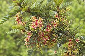 Fuinque (Lomatia ferruginea) flowers and foliage