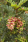 Fuinque (Lomatia ferruginea) flowers and foliage