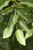 Ruil (Nothofagus alessandrii) leaves