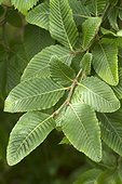 Rauli (Nothofagus alpina) foliage