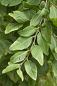 Rauli (Nothofagus alpina) foliage