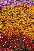 Chrysanthemum indicum 'Marion Rouge', 'Zora Orange' and 'Nagoya Violet'