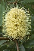 Old man banksia (Banksia serrata) flowers