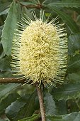Old man banksia (Banksia serrata) flowers