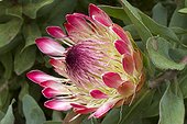Protea 'Sylvia' in bloom in a garden (Protea eximia x P. susannae).
