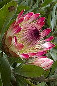 Protea 'Sylvia' in bloom in a garden (Protea eximia x P. susannae).