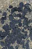 Black tar lichen (Verrucaria maura), Roscoff, Finistère, Bretagne, France
