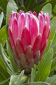 Protea 'Pink Ice' in bloom in a garden