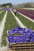 Harvesting flowers in a field of Hyacinth (Hyacinthus orientalis), Sarl Kaandorp, Plomeur, Finistère, Bretagne, France
