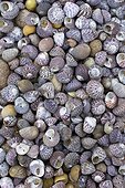 Shells (Gibbula spp, Littorina spp.) On a beach, Côtes d'Armor, Brittany, France
