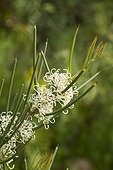 Small-fruit hakea (Hakea microcarpa) flowers