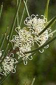 Small-fruit hakea (Hakea microcarpa) flowers
