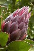 King protea in bud in a garden