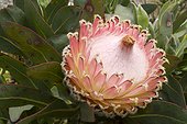 Queen protea in bloom