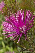 Rose Cone Flower in bloom - Isopogon formosus