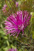 Rose Cone Flower in bloom - Isopogon formosus