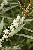 Willow-leaved hakea (Hakea salicifolia) leaves and flowers