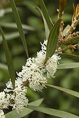 Willow-leaved hakea (Hakea salicifolia) leaves and flowers
