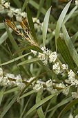 Willow-leaved hakea (Hakea salicifolia) leaves and flowers