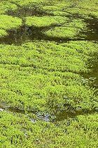 Crassule de Helm (Crassula helmsii) envahissant une zone humide