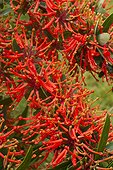 Chilean fire bush in bloom in a garden - Embothrium coccineum