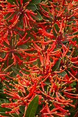 Chilean fire bush in bloom in a garden - Embothrium coccineum