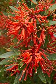 Chilean fire bush in bloom in a garden - Embothrium coccineum