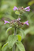 Wild basil (Clinopodium vulgare) flowers