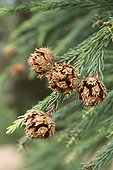 Japanese cedar (Cryptomeria japonica) cones