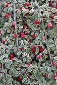 Creeping cotoneaster (Cotoneaster radicans) fruits and foliage