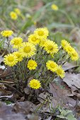 Coltsfoot (Tussilago farfara) flowers