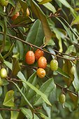 Elaeagnus (Elaeagnus x reflexa) fruits