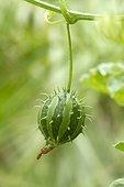 Prickly paddy melon (Cucumis myriocarpus) fruit