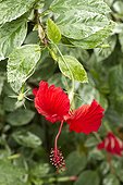 Variegated chinese hibiscus in bloom in a garden