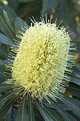 Coast banksia (Banksia integrifolia) inflorescence