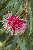 Pin-cushion Hakea (Hakea laurina) flower