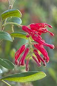 Deua grevillea (Grevillea rhyolitica) flowers