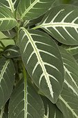 Trailing velvet plant (Ruellia makoyana) foliage