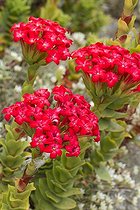 Crassule écarlate (Crassula coccinea) fleurs