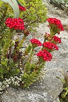 Crassule écarlate (Crassula coccinea) en fleurs