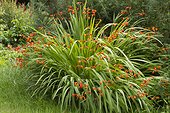 Montbretia (Crocosmia x crocosmiiflora)