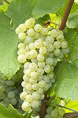 Grapes 'Pinot Blanc'