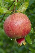 Pomegranate (Punica granatum) 'Provence'