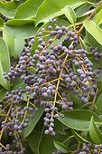 Broad-leaf privet (Ligustrum lucidum) fruits
