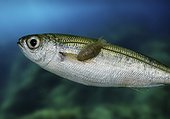 Anilocra frontalis on Boops boops; Bogue. Portugal. Composite image