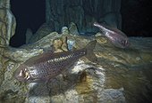 Blind cave tetra, Astayanax jordani. Inside underwater cave. Composite image. Portugal. Composite image