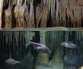 Blind cave tetra, Astayanax jordani. Inside underwater cave. Composite image. Portugal. Composite image