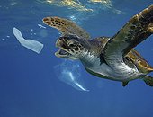 Hawksbill sea turtle (Eretmochelys imbricata) biting a garbage condom. Composite image. Portugal. Composite image