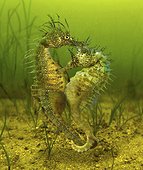 Long-snouted seahorse (Hippocampus guttulatus). Mating. Composite image. Portugal.. Composite image