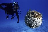 Longspined porcupinefish, Diodon holocanthus. Frontal view with diver. Inflated with water. Composite image. Portugal.. Composite image